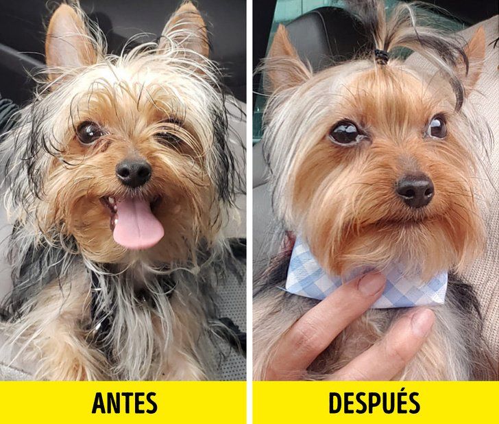 PetBrush - Peine para Mascotas